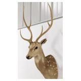 Vtg Axis Deer Shoulder Mount Taxidermy