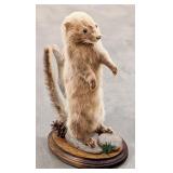 Unique Multi Colored Mink Full Body Taxidermy Moun