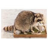 Racoon Full Body Taxidermy on Habitat Base
