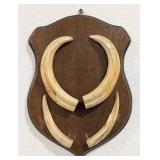Warthog Tusk Plaque Display Taxidermy