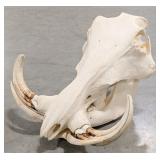 African Warthog Skull Taxidermy