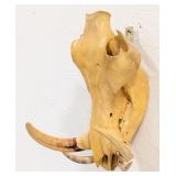 African Warthog Skull Taxidermy Mount w/ Real Tusk