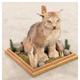 Winter Lynx Full Body Taxidermy Mount w/ Habitat B