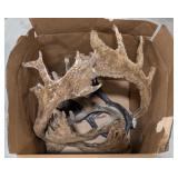 15lbs of Dried Caribou Antler Sheds