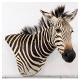 African Zebra Taxidermy Shoulder Mount