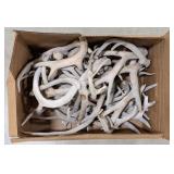 32lbs of Dried Antler Sheds