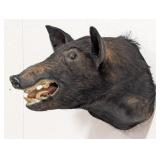 Wild Boar Shoulder Mount Taxidermy