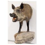 Wild Boar Half Body Taxidermy Mount w/ Faux Rock B