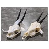 (2) Duiker Skull & Horn Taxidermy