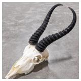 African Springbok Skull & Horn Taxidermy