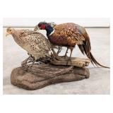Male & Female Ring Neck Pheasant Full Body Taxider