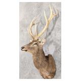 5x6 Bull Elk Shoulder Mount Taxidermy
