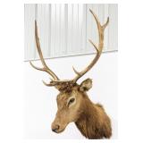 4x5 Bull Elk Shoulder Mount Taxidermy