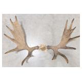 Vtg Moose Antler & Skull Plate Taxidermy Mount