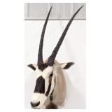 African Gemsbok Shoulder Mount Taxidermy