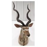 Large African Greater Kudu Shoulder Mount Taxiderm