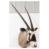 African Gemsbok Shoulder Mount Taxidermy
