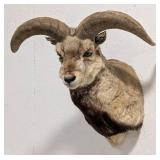 Himalayan Bharal / Blue Sheep Shoulder Mount Taxid