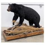 Large American Black Bear Full Body Taxidermy on a