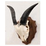 European Goat Skull & Horn Mount on Arrowhead Plaq