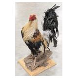 Chicken Full Body Taxidermy Mount