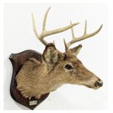 Vtg 8-Point Whitetail Deer Shoulder Mount Taxiderm
