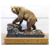 Full Body Brown Bear w/ Fish Taxidermy Mount