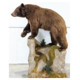 Brown Bear Full Body Taxidermy on Rolling Habitat