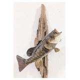 Fiberglass Small Mouth Bass on Driftwood Taxidermy