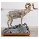 XXL Stone Sheep Full Body Taxidermy Mount SCORED 1