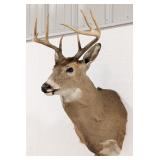 8-Point Whitetail Deer Shoulder Mount Taxidermy