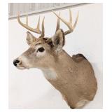 8-Point Whitetail Deer Shoulder Mount Taxidermy
