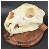 African Leopard Skull on Plaque IN RESIDENTS ONLY