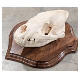 Hyena Skull Taxidermy Mount on Wood Shield