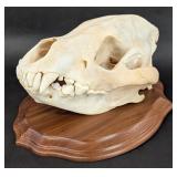 Large African Hyena Skull Taxidermy Mount on Plaqu