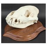 African Hyena Skull Taxidermy Mount on Plaque