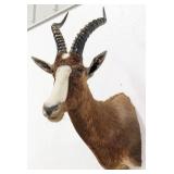 African Blesbok Antelope Taxidermy Shoulder Mount