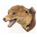 Williams & Son Taxidermy Red Fox Kilkenny Hunt
