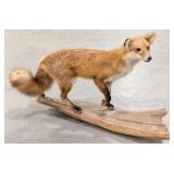 Vtg Red Fox Full Body Taxidermy on Driftwood