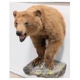 Brown Bear Half Body Taxidermy Mount on Faux Rock