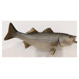 Trophy Size Striped Bass Full Body Taxidermy Mount