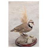Idaho Chukar Full Body Taxidermy Mount w/ Habitat