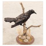 Crow Full Body Taxidermy Mount on Driftwood Base