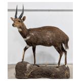 Chobe Bushbuck Full Body Taxidermy Mount on Base
