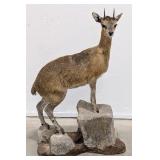 African Klipspringer Full Body Taxidermy Mount on