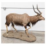 African Nyala Full Body Taxidermy Mount on Rolling