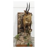 African Cape Bushbuck Half Body Taxidermy Mount