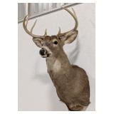 8-Point Whitetail Deer Shoulder Mount Taxidermy