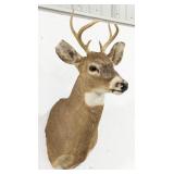 6-Point Whitetail Deer Shoulder Mount Taxidermy