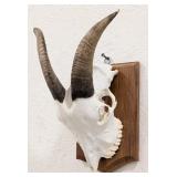 Goat Skull & Horn Mount on Plaque